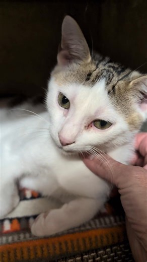 1.7K views · 104 reactions | Meet LINUS - White and Tabby male kitten...