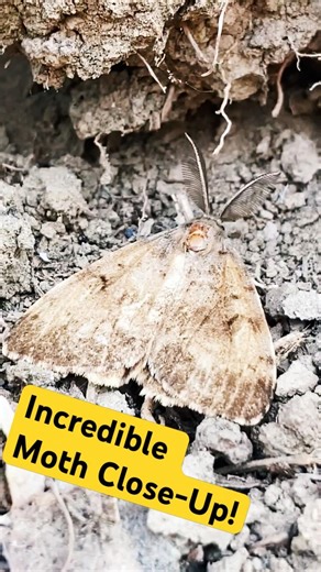 Close-Up of Moth in Nature: Fascinating Insect Behavior and Biodiversity | Nature Documentary#shorts