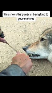 610K views · 8.5K reactions | Props to the humans who domesticated wolves because if saw a wolf I’d be out lmaooo this awesome movie is called Alpha, it’s an adventure/family type of film, and is streaming only on Netflix! | insta.single | Facebook