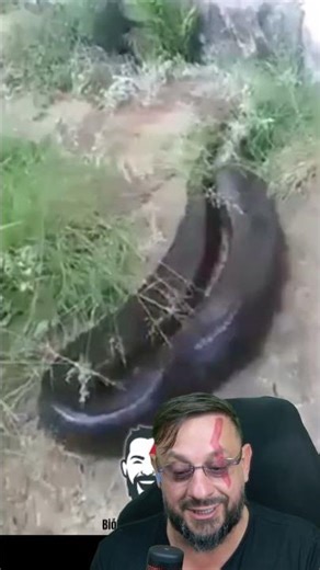 Giant anaconda in São Paulo #biologohenrique #animals #smartanimals #biologist
