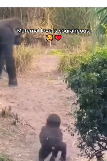 A Mother's Courage: Protecting Her Baby Gorilla