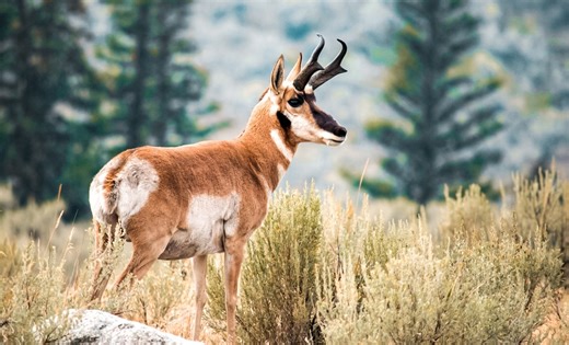 Proactive protection prevents tomorrow's extinctions