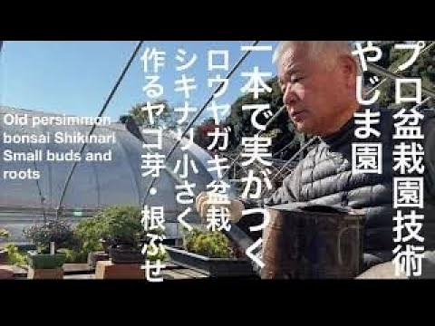 Diospyros rhombus bonsai How to make small buds and roots that bear fruit with a single shikinari