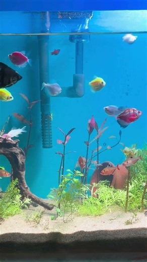 🔴 Fish Tank | Fish for Cats to Watch (4K HDR) #eel #eelfishing #gaintgourami #plantedaquarium