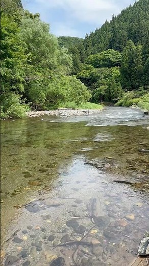 熊出没注意この鳴き声何？#熊#ツキノワグマ#鳴き声