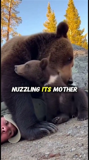 This Grizzly Mom Almost Attacked Until She Saw Her Cub #BearEncounter #Rescue #Nature
