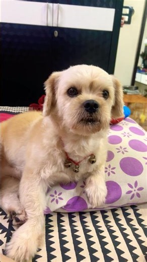Male Lhasa Apso in short hair