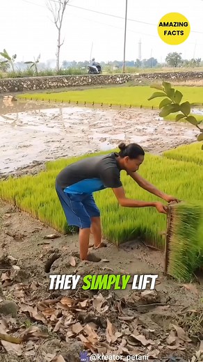Amazing Rice Farming Like You've Never Seen Before #farming #rice #DidYouKnow #fblifestyle | Amazing Facts