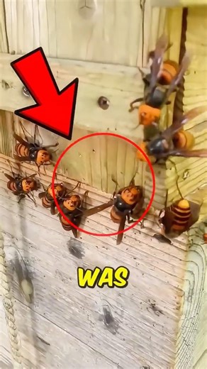 These Weren’t Bees… He Discovered Something MUCH Worse 😳🐝 #shorts