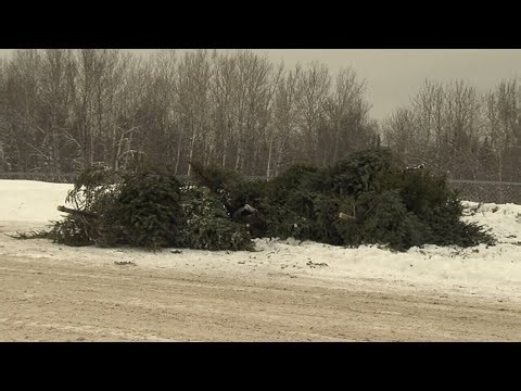 VIDEO:  Christmas tree drop-off sites still open