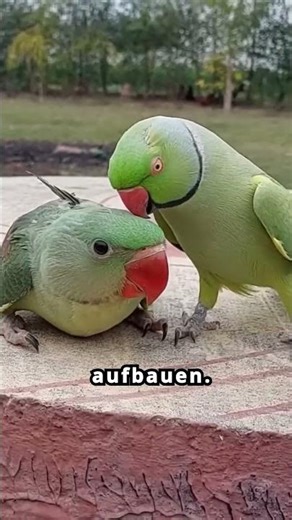 Alexandersittich – ein toller Begleiter, aber nicht ganz ohne Aufwand 🦜 #interessant #parrot