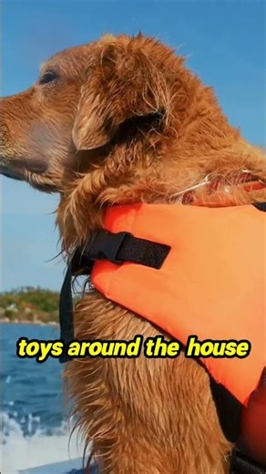 Unlock Your Golden's Hidden Genius! 🧠🐾