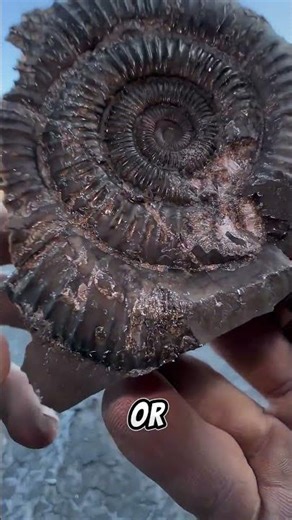 “How Fossils Are Formed in Millions of Years!”