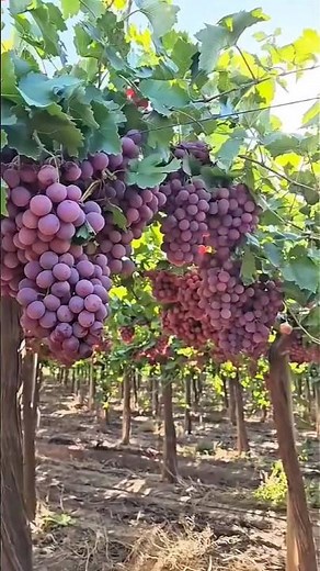 10 Amazing Benefits of Eating Grapes 🍇 | Boost Heart, Skin & Immunity!