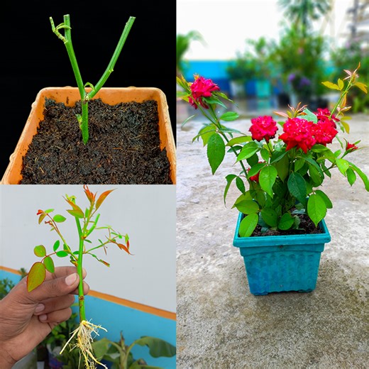 Stem to colorful & blossom plant || How to grow rose plant at home from stem || Watch it till end | Amd MultiMedia