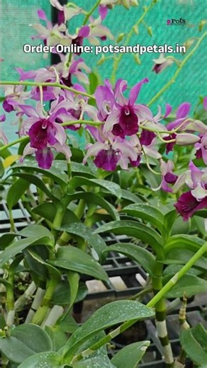 💜🌸 Dendrobium Botim – Ready to Flower Size 🌸💜