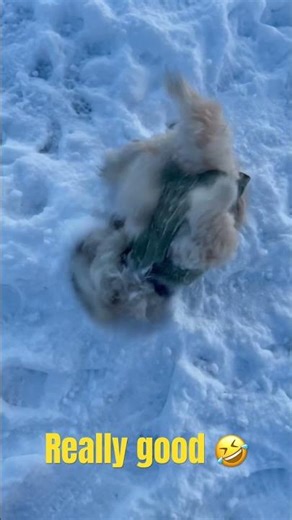 Dog Bichon Havanese #dog #havanese #chien #snow real good😍👍