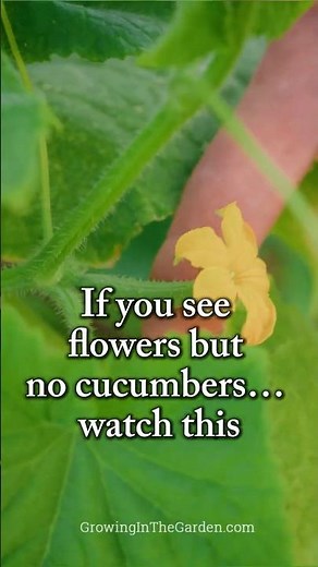 Why Your Cucumbers Aren’t Producing (Pollination Tips That Work)