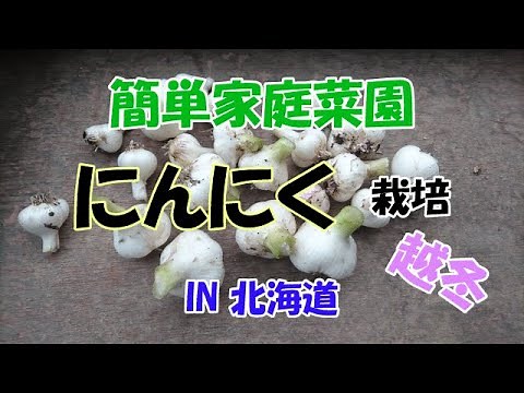にんにく栽培in北海道【家計に優しい】