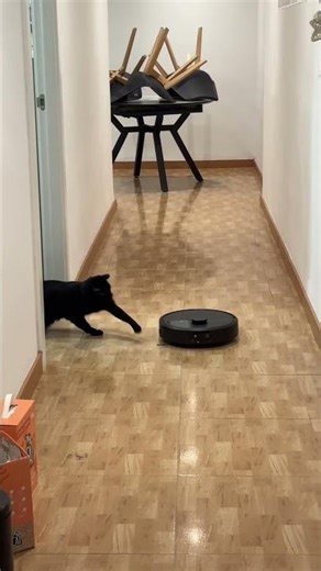 Cat vs. Vacuum Cleaner