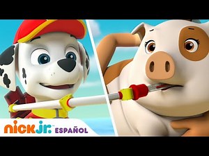 PAW Patrol, Patrulla de cachorros | ¡Rescate acuático de cerditos haciendo windsurf! | Nick Jr.