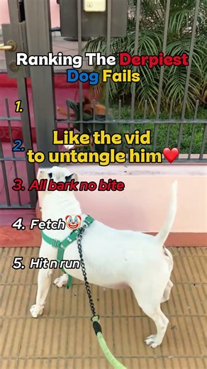 Ranking The Derpiest Dog Fails 🐶😂