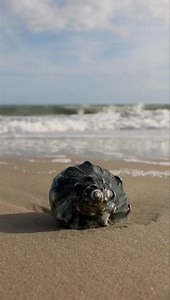 Shell in the surf #whelkshell #shell #shelling #beachwaves | Kim Johnson Photography