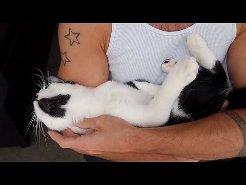 How attached are cats to their owners?
