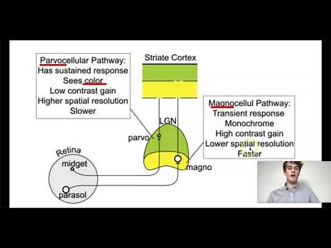 MCAT Question of the Day: Magnocellular Pathways