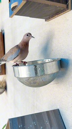 1.4M views · 10K reactions | Wild dove ny anday de diye 讀朗 | Birds Lover | Facebook