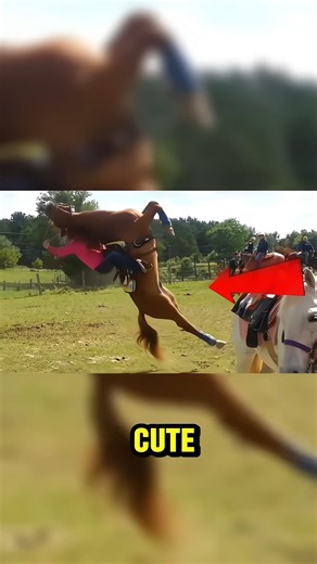 Animals that look cute but can kill you😱 #funfacts #animals