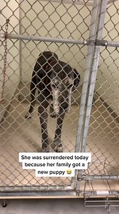 798K views · 16K reactions | Please Share Great Dane needs a family  #adopt #dogsarefamily #dog #fyp #fypシ | Judith Coleman | Facebook