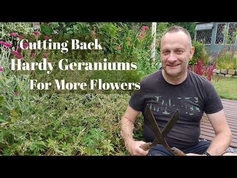 Cutting Back Hardy Geraniums | How to Prune Hardy Geranium Plants For More Flowers | Growing Tips