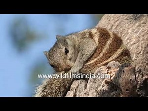Squirrel preens its bushy tail on a tree