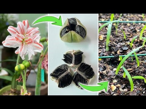 The Secret to Amaryllis Seed Pod: How I Cross-Pollinate One Flower with Three Varieties