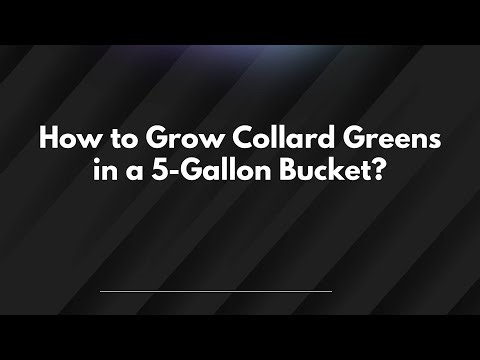 How to Grow Collard Greens in a 5-Gallon Bucket?