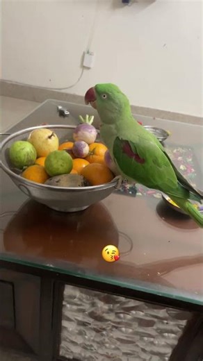 #birds #parrotdiet #parroteat