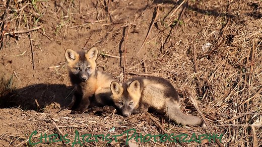 1.6K views · 109 reactions | The Cross Fox (Vulpes vulpes) is a color...