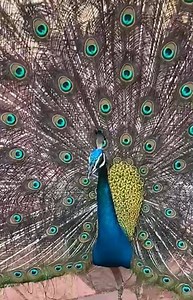 1.3M views · 104K reactions | Mother nature is the most beautiful artist I have ever seen! What an amazing capture  #mesmerized #peacock #indianrain | Hariharan A | Facebook