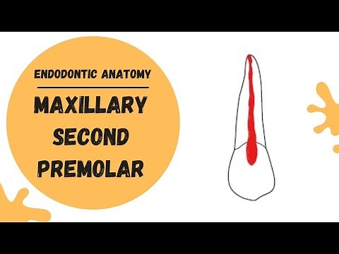 Endodontic Anatomy of the Maxillary Second Premolar | Root canal anatomy