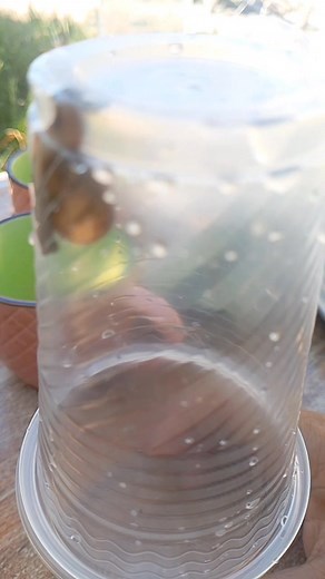 Snail in plastic Cup | Snail Lover | Facebook