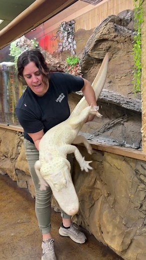 Coconut is doing her best🙌🥰 She recently lost and eye and her other eye isn’t the best either so she’s relying on her other senses😅 Unfortunately Albino animals lack melanin which is a pigment that protects the eye from light👀 Without this protection the retina in their eye deteriorates over time🥲 Don’t worry though she’s still as healthy and awesome as ever🤩