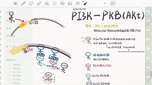 自用复盘：PI3K-PKB(akt)信号通路