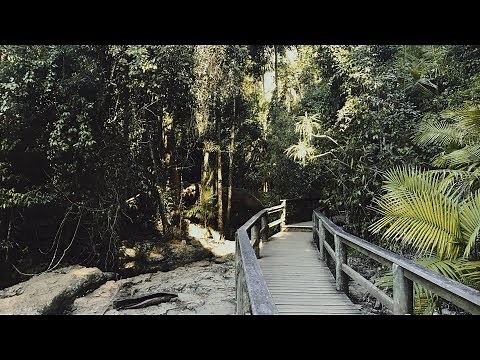 Green Catbird Song / Call (sounds like a crying baby) - Maiala National Park QLD Australia