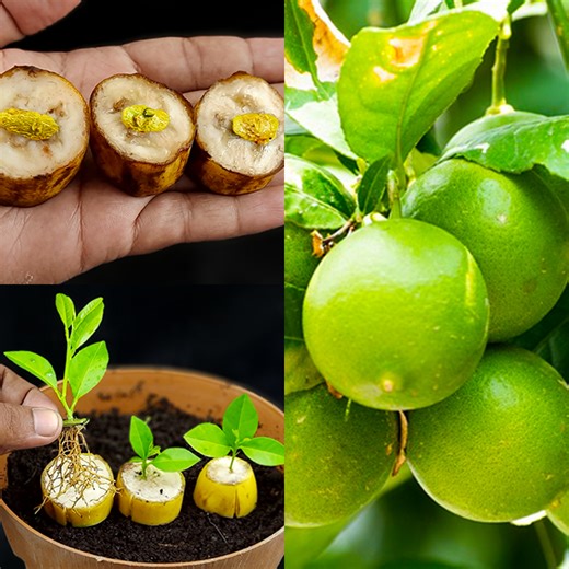 How to propagate lemon tree from Bark | Make lemon tree plant | lemon tree Bark easy method | Rana Craft