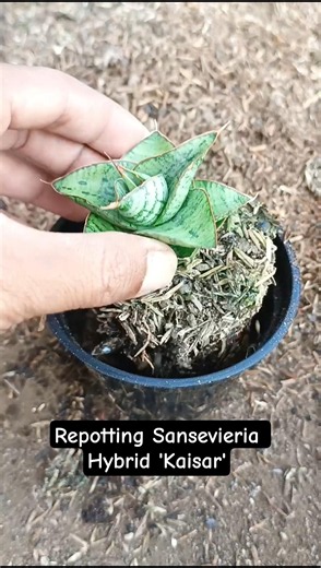 Repotting Sansevieria hybrid Kaisar dalam Pot #aridzona #sansevieria #sansivera #lidahmertua