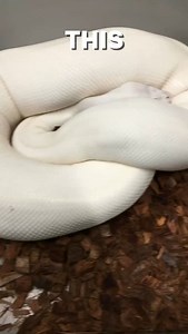 1K views · 391 reactions | BEL’s Aren’t All White? #shorts #snakes #ballpython #ballpythons #ballpythonsofinstagram #snakebreeder #ballpythonbreeder #fyp #fypシ | Rodents & Royals | Facebook