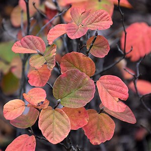 Beaver Creek Fothergilla