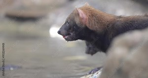 Bush dog (Speothos venaticus) in nature. Bush dogs are found from Panama in Central America, through much of South America.