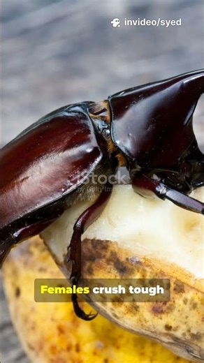 Giant reveal in 30 seconds! Meet the world’s largest beetle